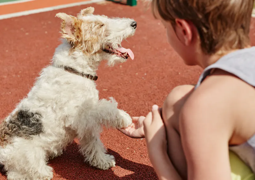 Fox Terrier sur un terrain de Tennis et qui donne la patte