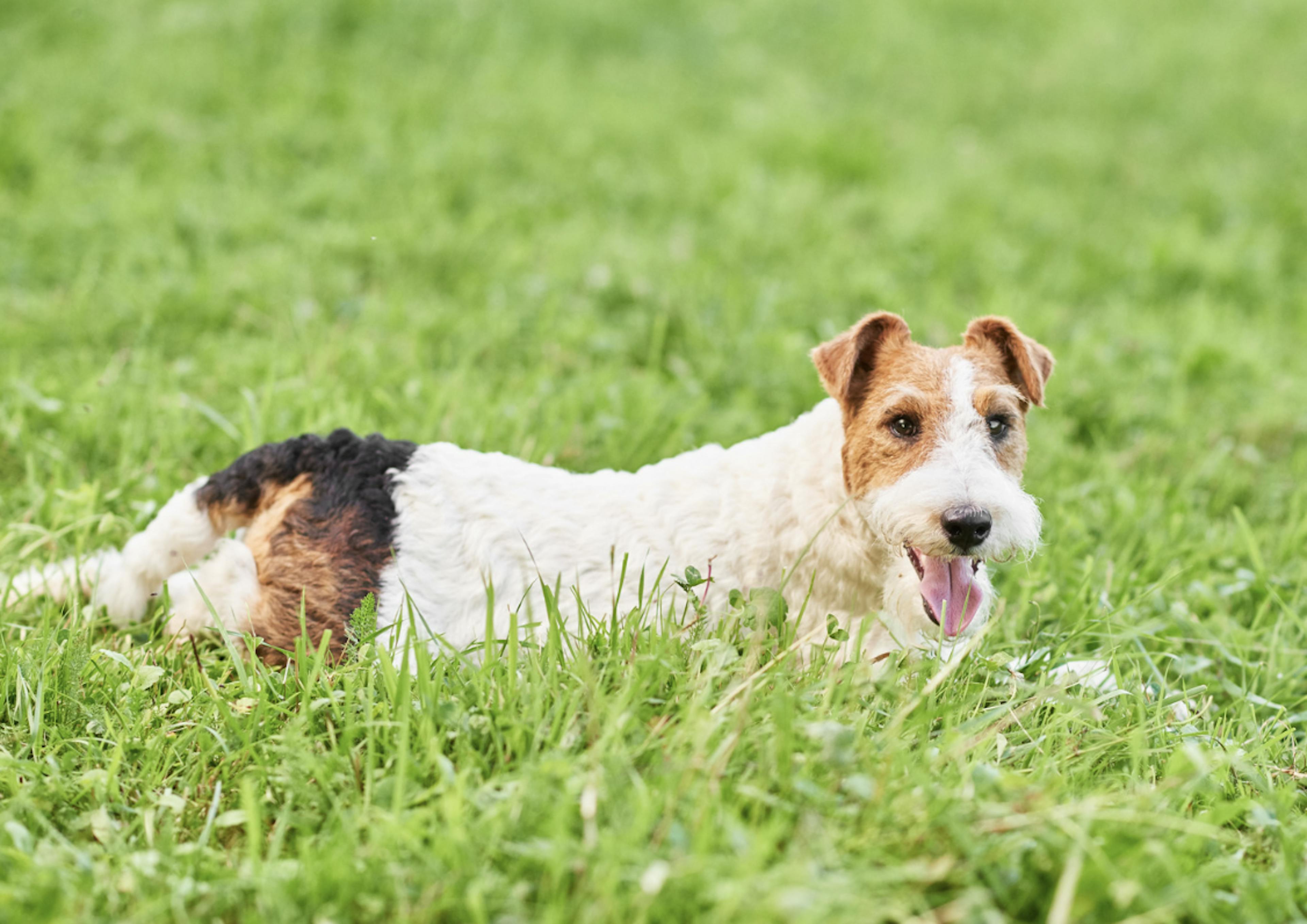 Fox Terrier couché dans l'herbe