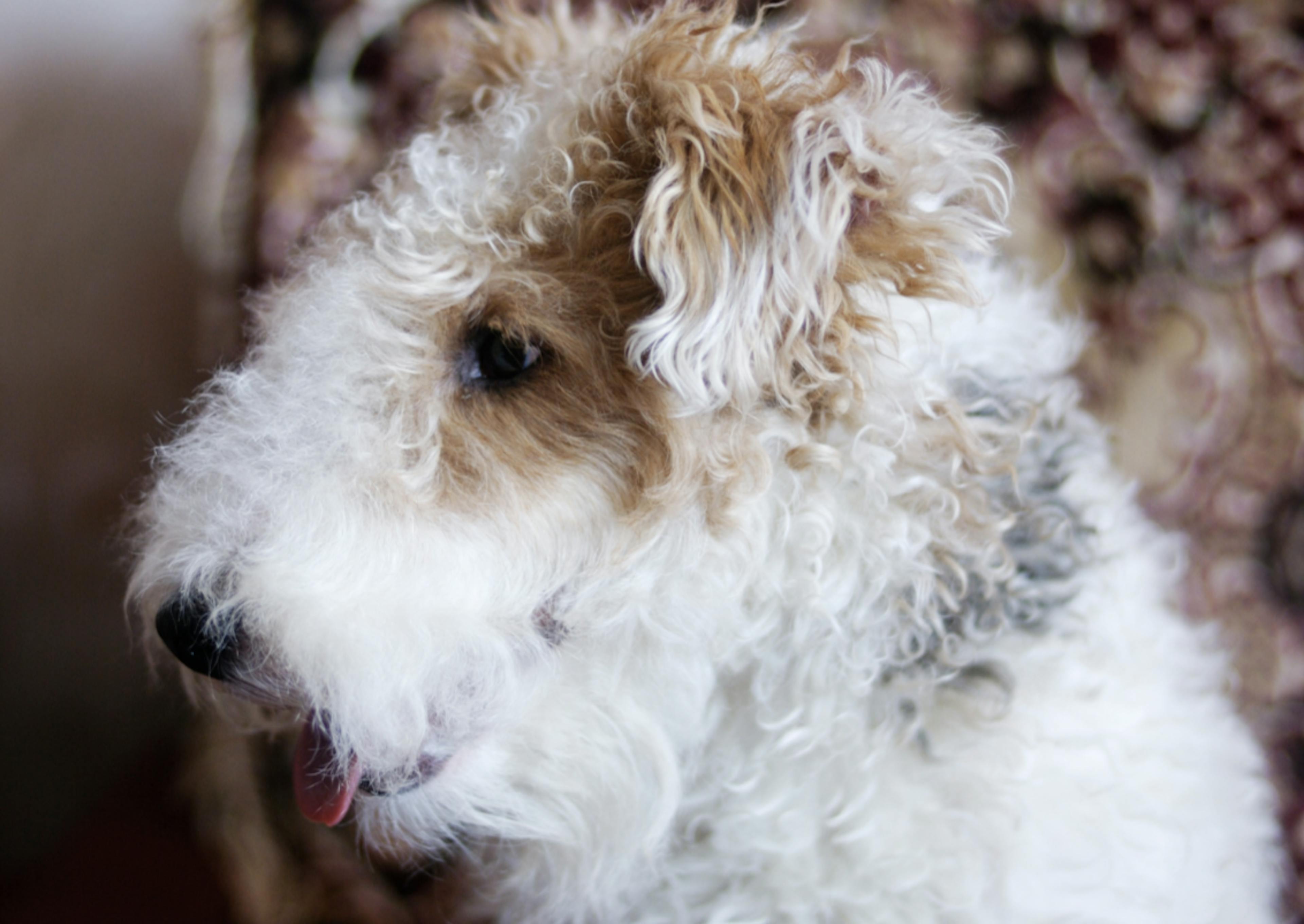 Photo portrait d'un Fox Terrier