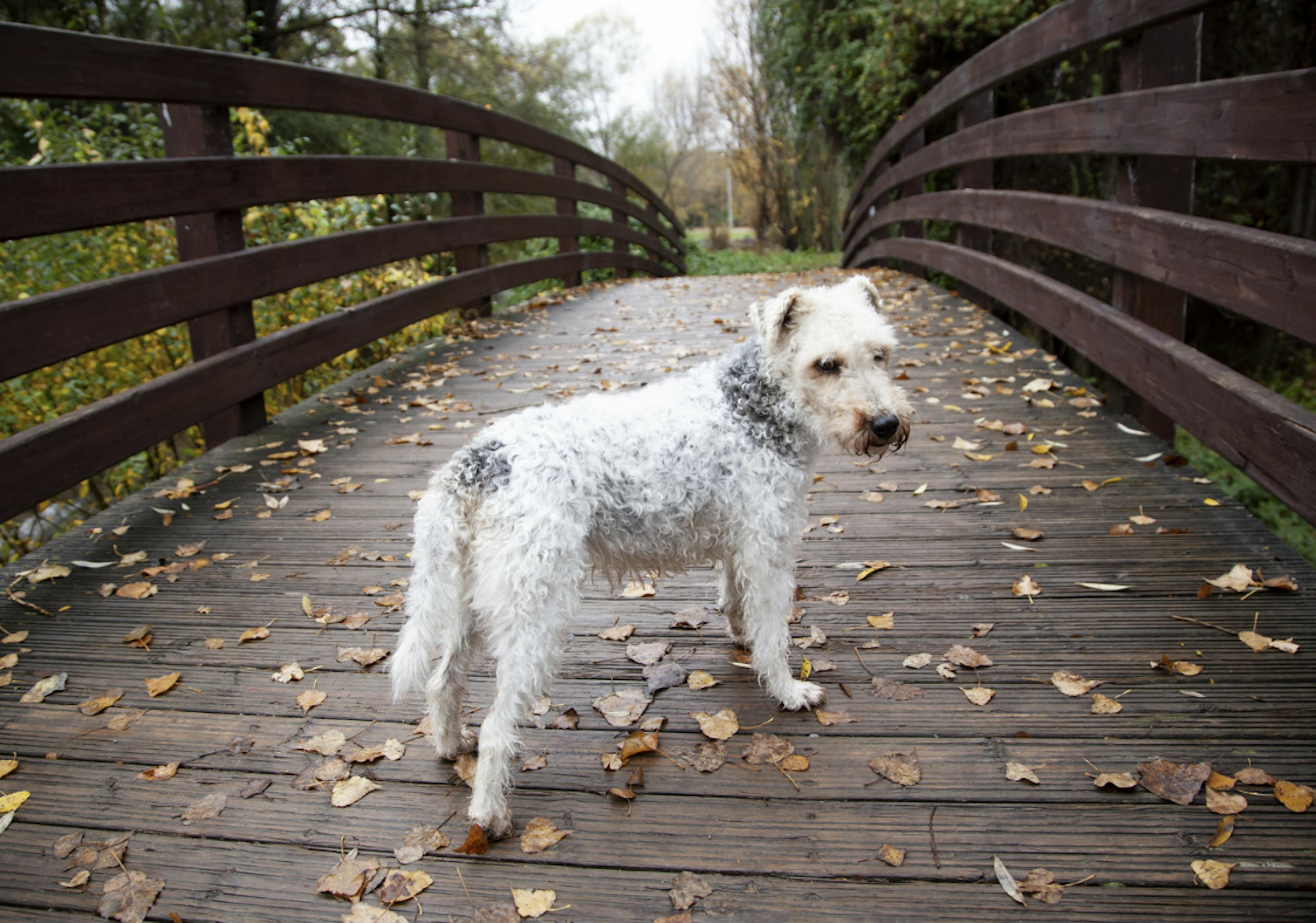 Fox Terrier sur un petit pont en bois