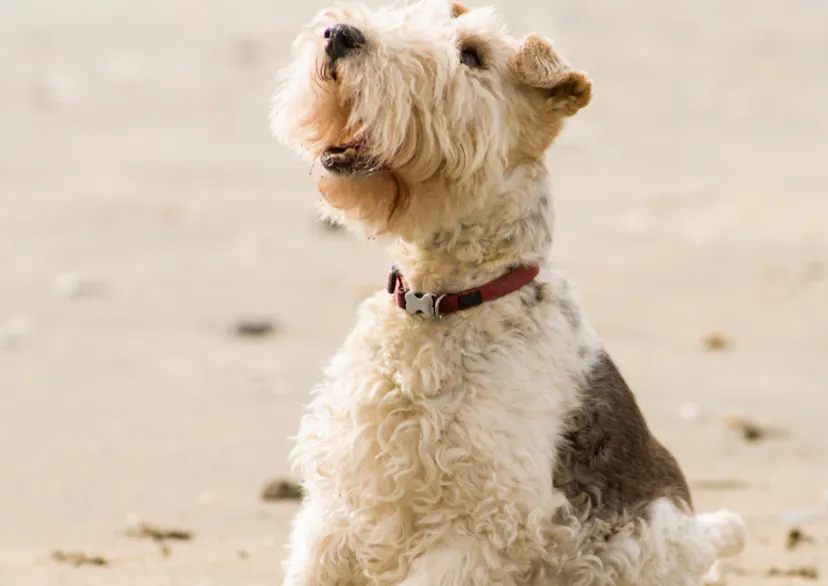 Fox Terrier assis sur la plage