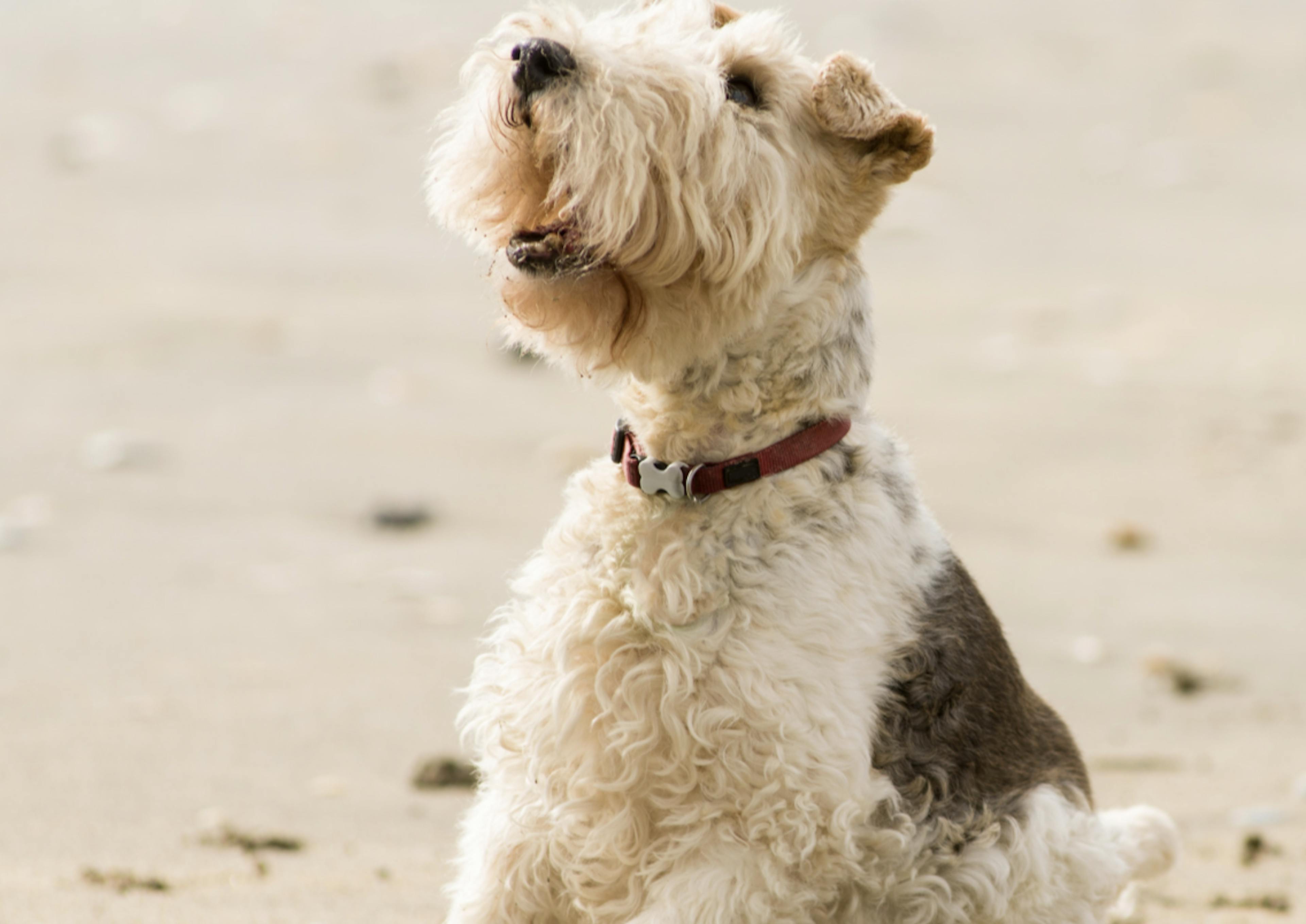 Fox Terrier assis sur la plage 