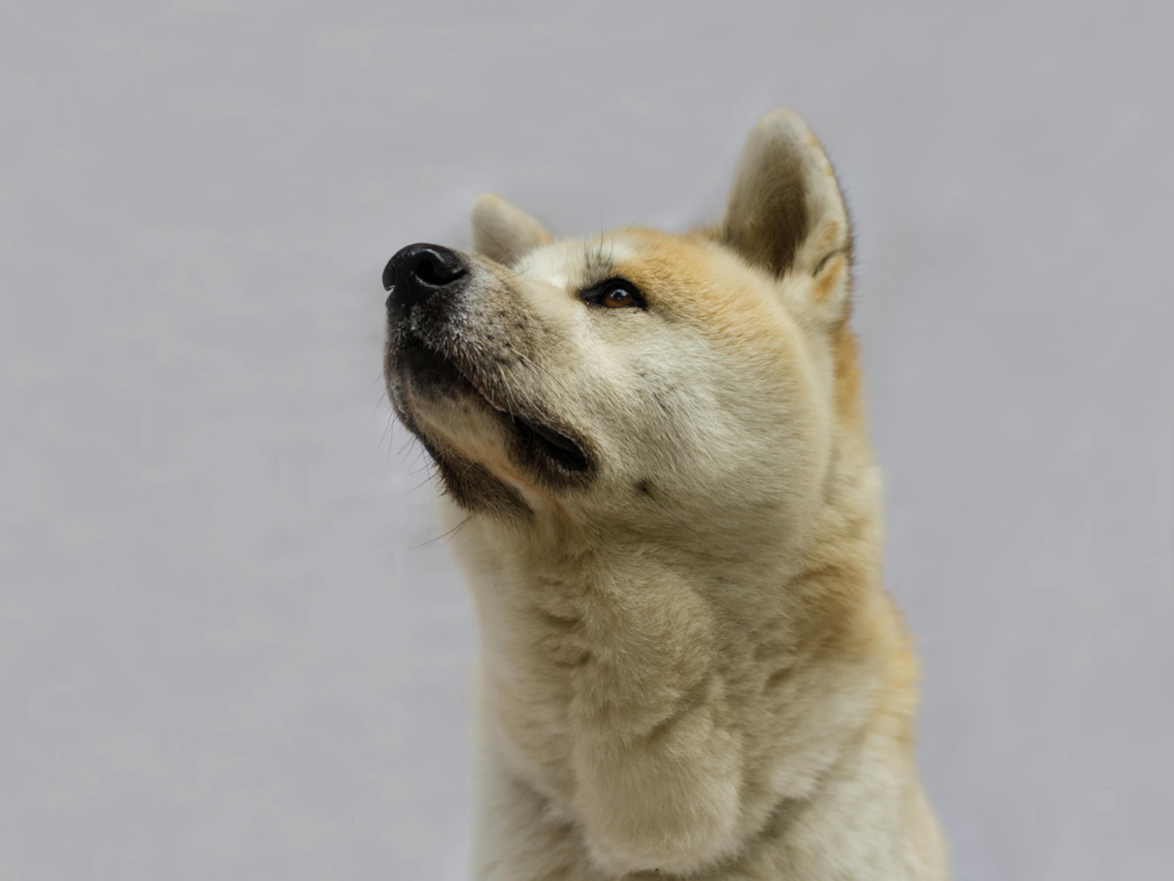 photo portrait d'un Akita Inu