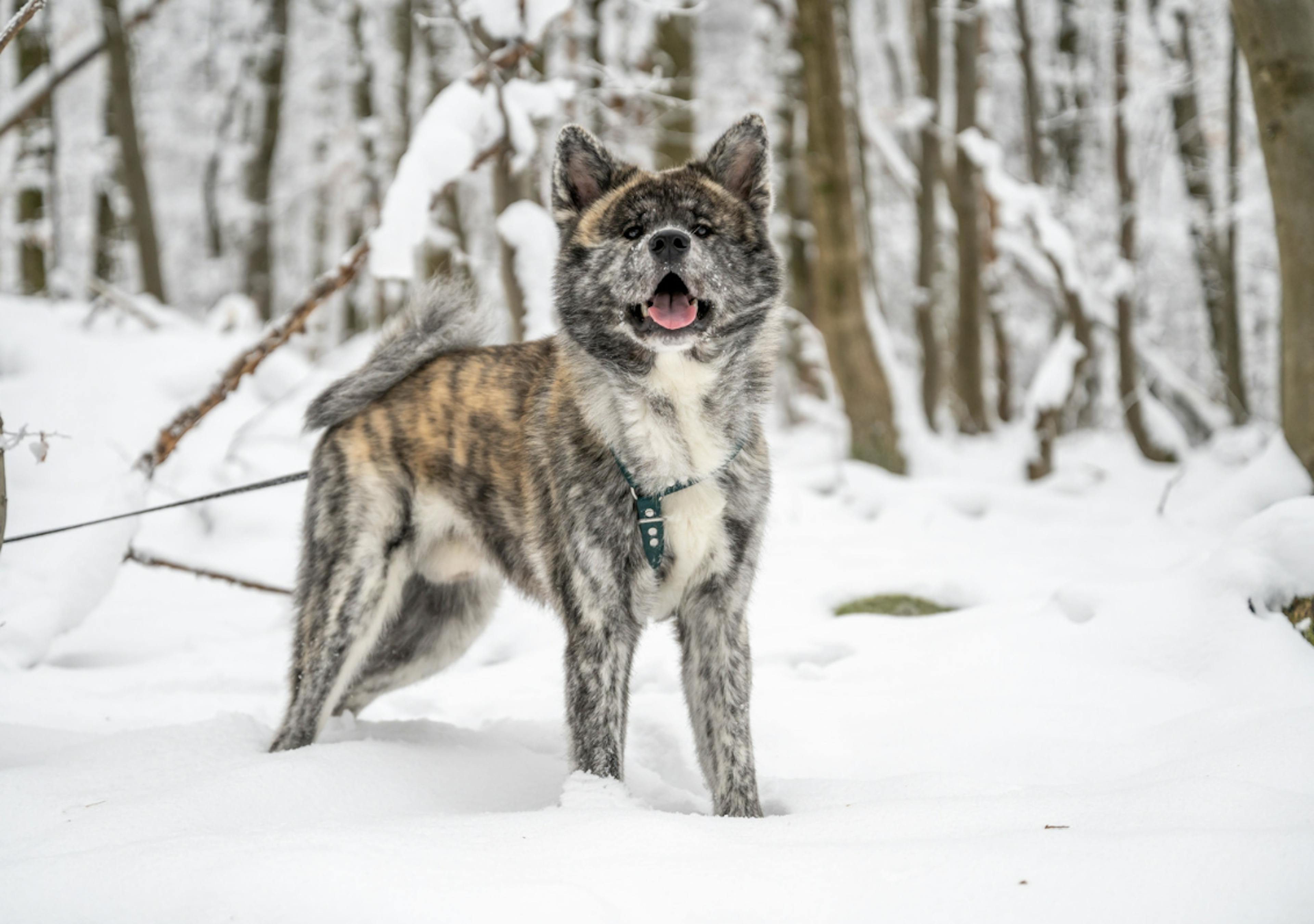 Akita debout dans la neige