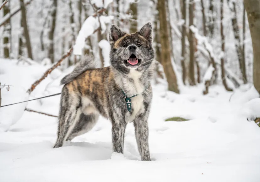 Akita debout dans la neige
