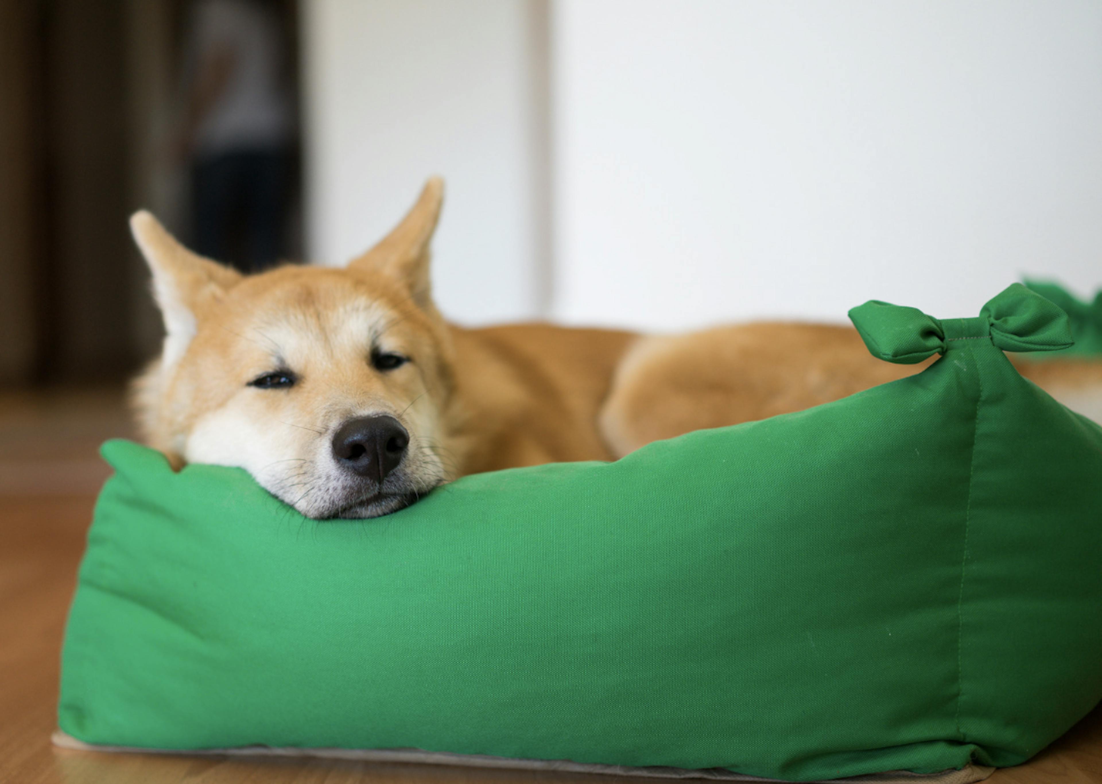 Jeune Akita couché sur un gros panier vert 