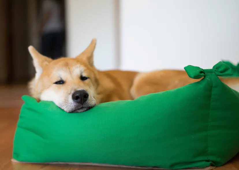 Jeune Akita couché sur un gros panier vert 