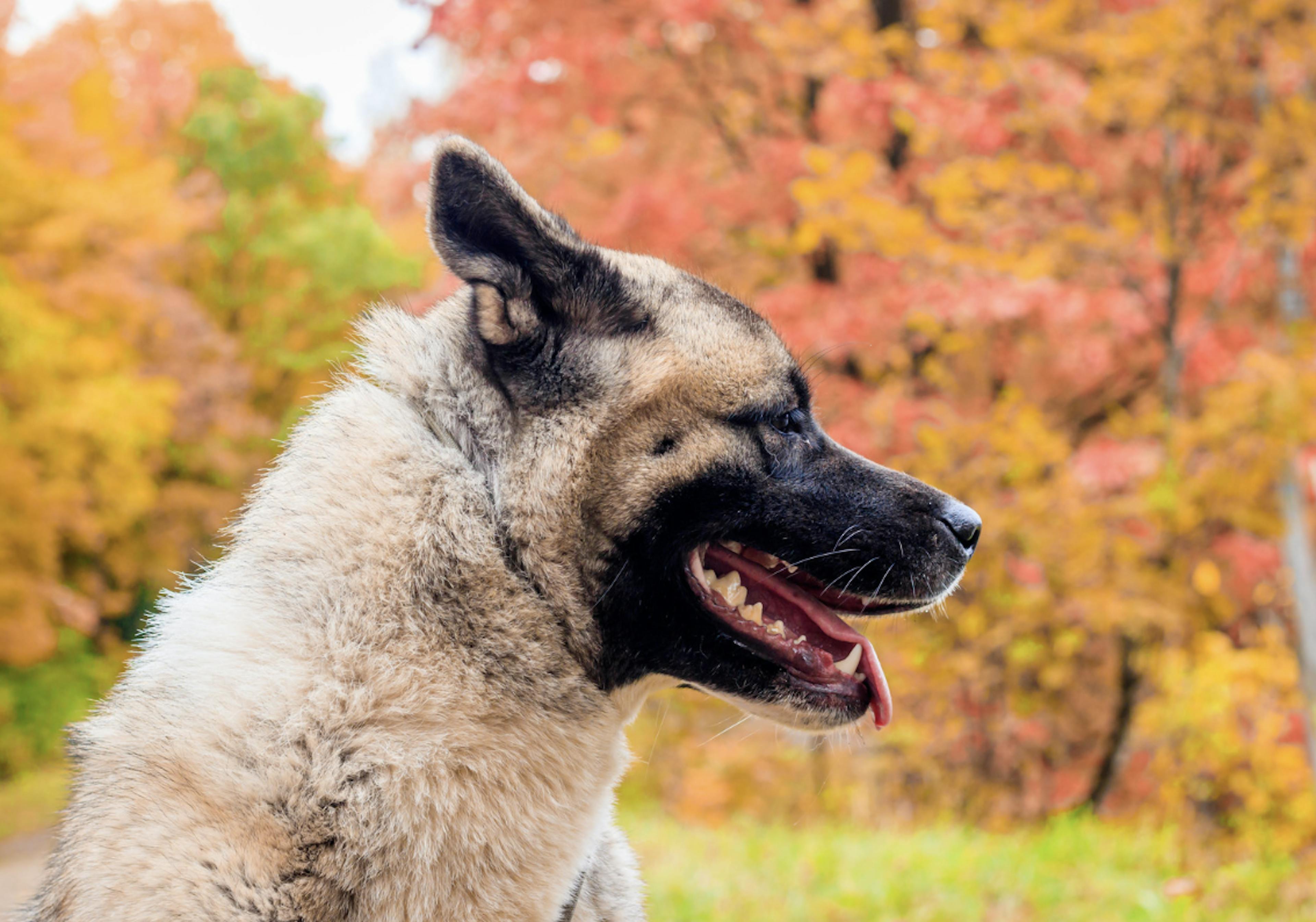 Akita assis devant les feuilles d'automne