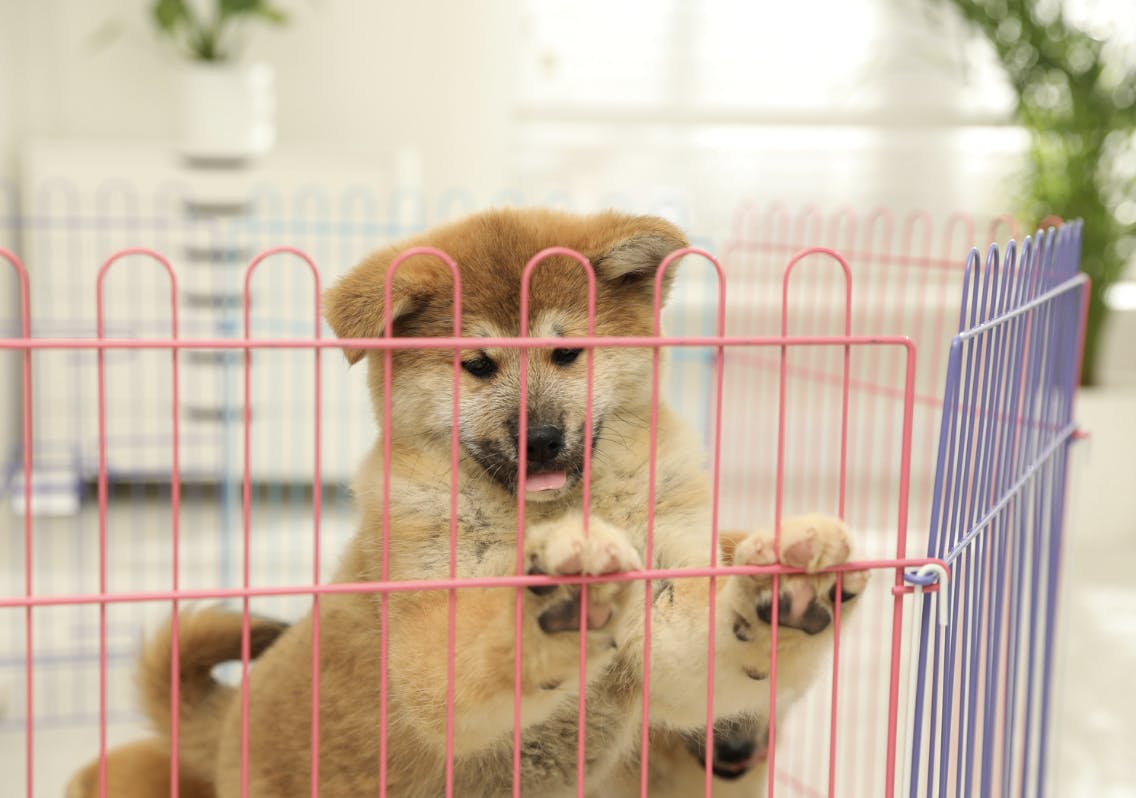Chiot Akita debout sur une grille