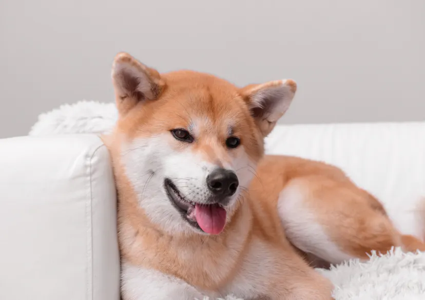 Akita couché sur le canapé