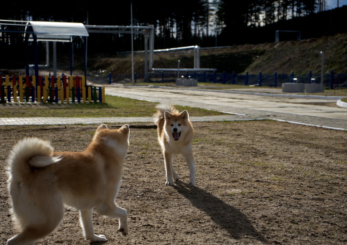 Deux Akita qui jouent ensemble