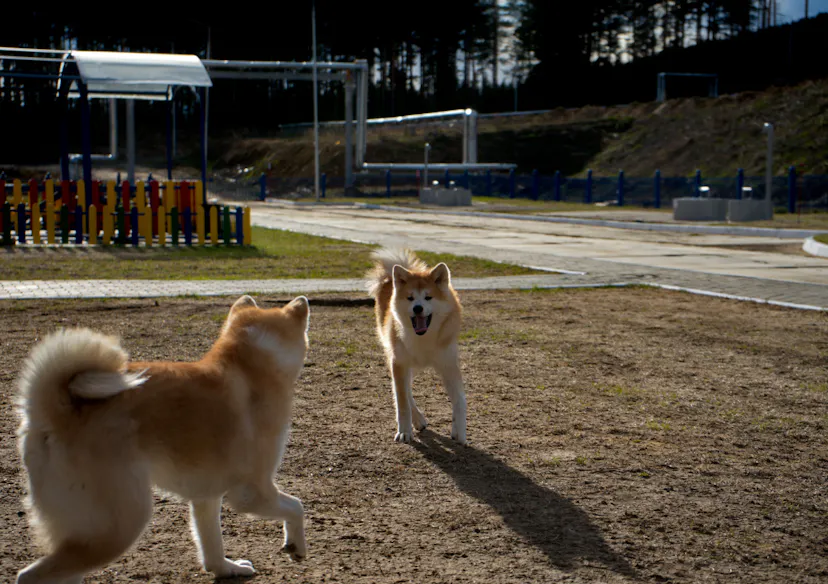 Deux Akita qui jouent ensemble 