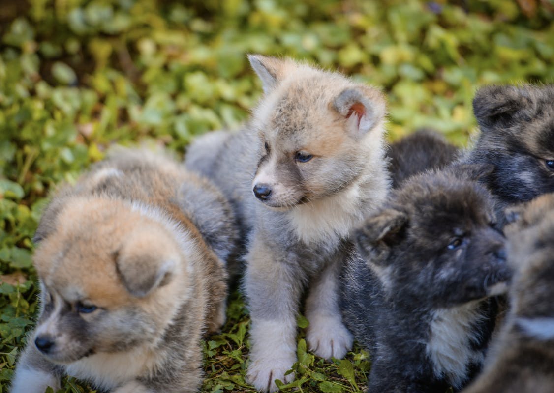 Bébé Akita Inu