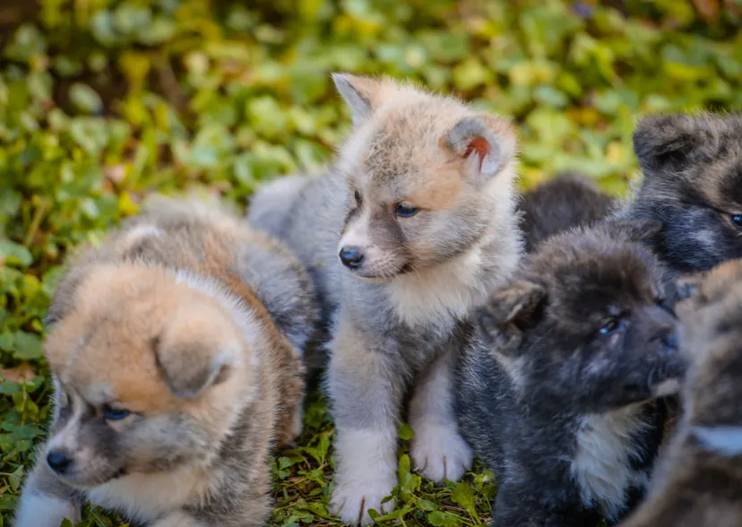 Bébé Akita Inu 