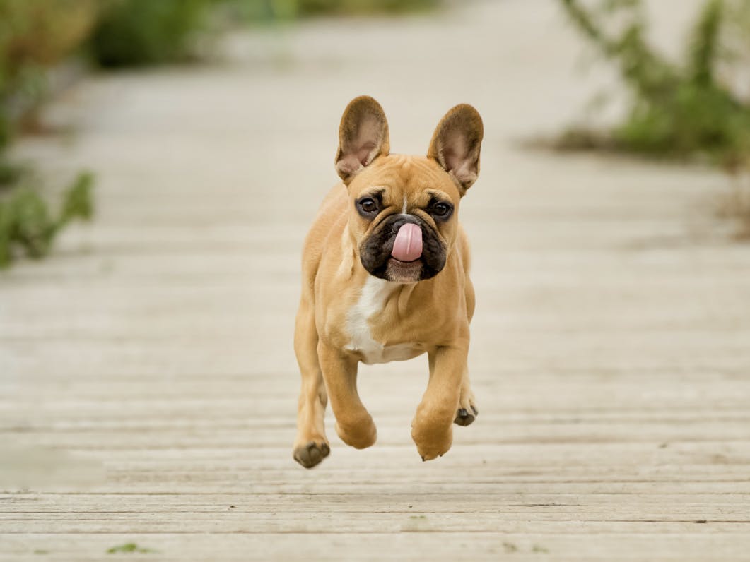 Bouledogue qui court