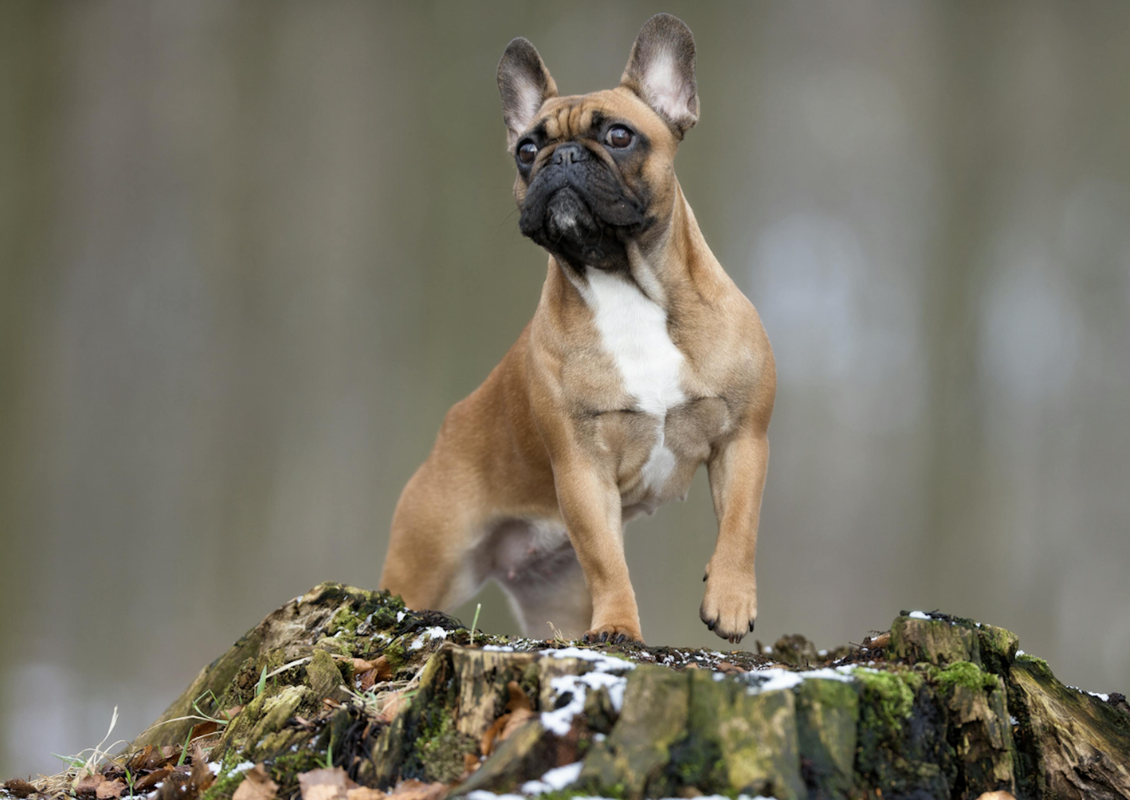 Bouledogue qui pose sur un tronc d'arbre