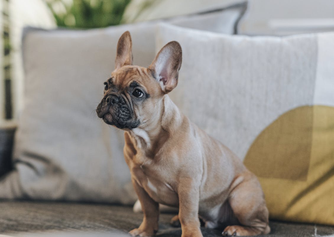 Chiot Bouledogue assis