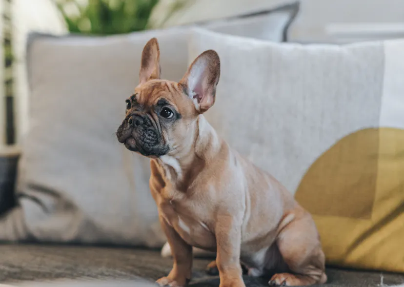 Chiot Bouledogue assis 