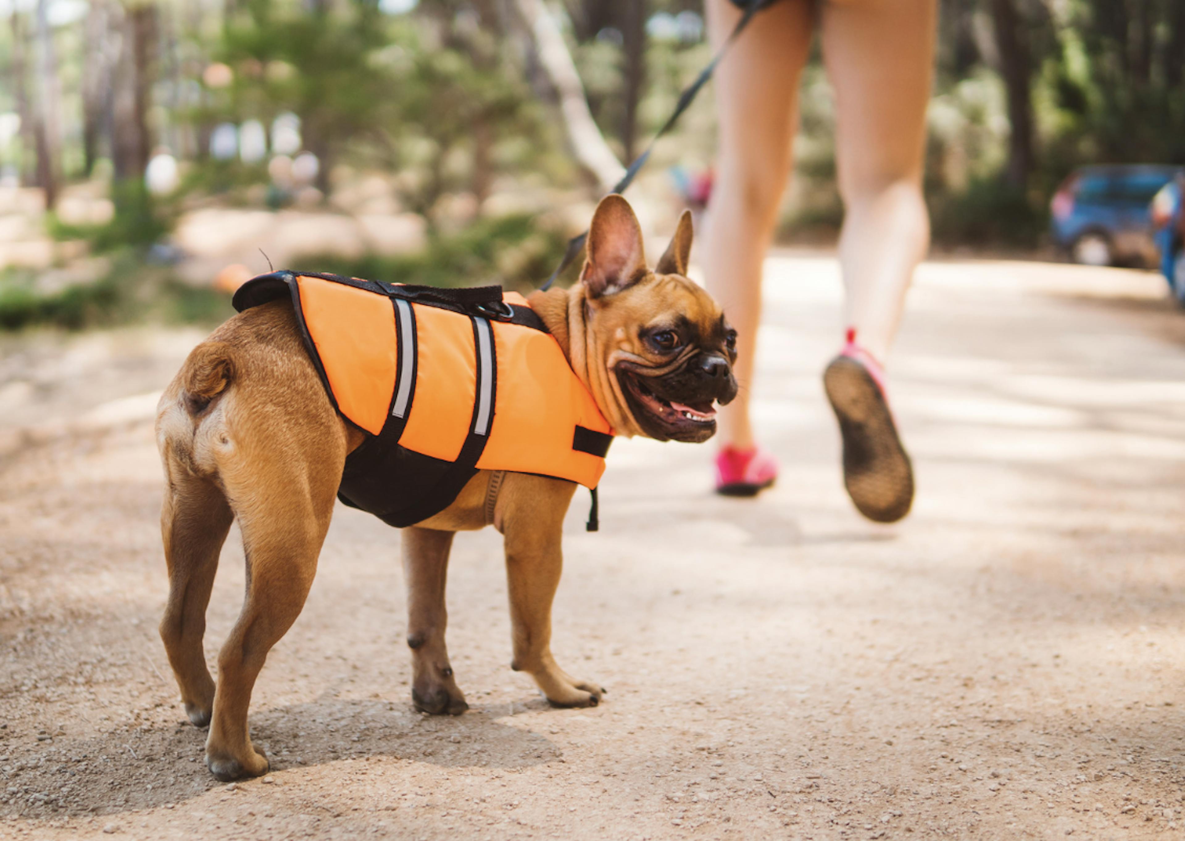 Bouledogue avec un gilet de sauvetage