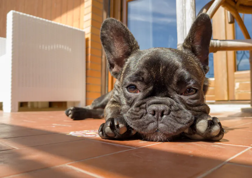 Bouledogue qui bronze sur une terrasse 
