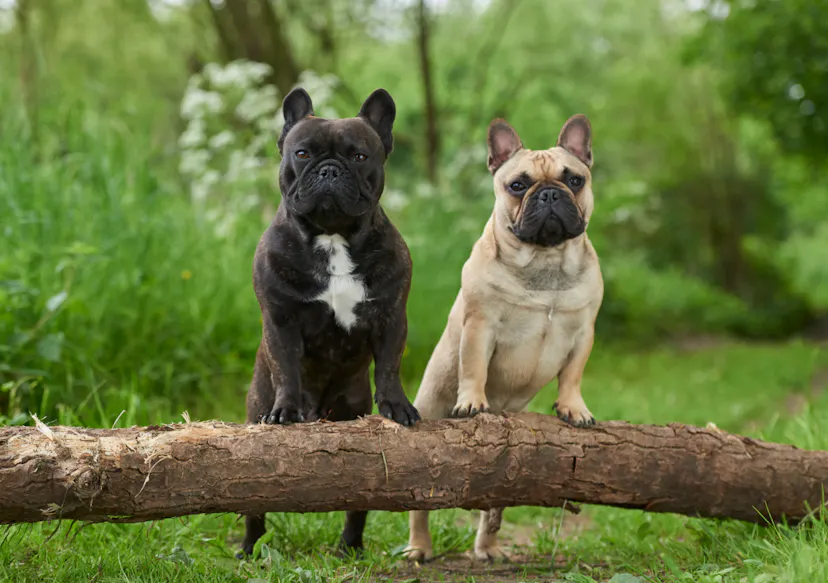 Deux Bouledogues qui posent sur un tronc d'arbre