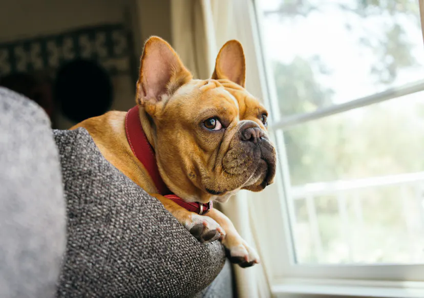 Bouledogue qui regarde par la fenêtre
