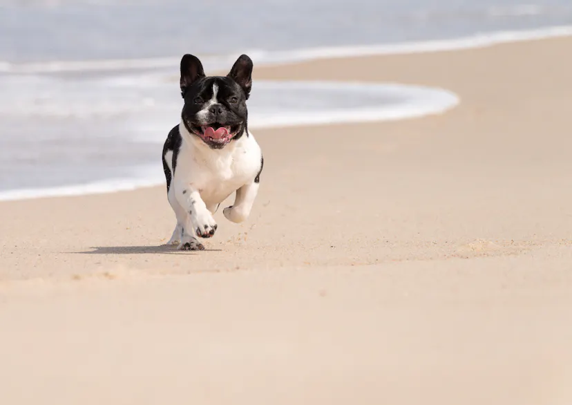 Bouledogue qui court sur la plage