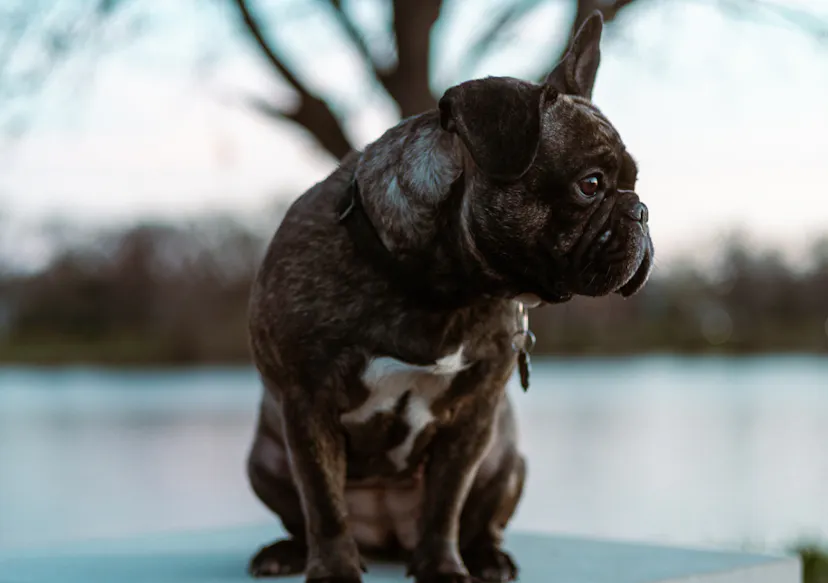 Bouledogue assis sur un mur de pierre