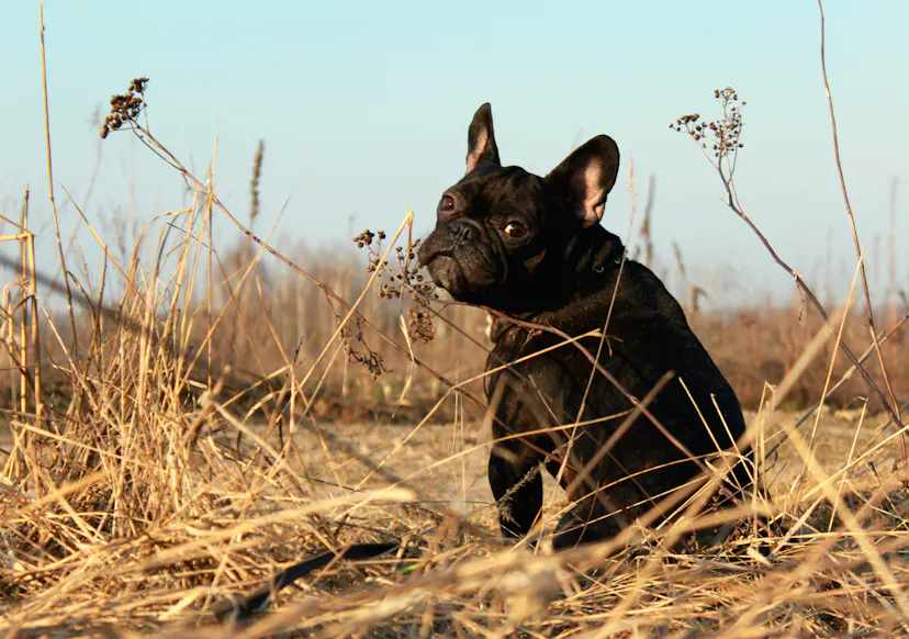 Bouledogue dans un champs de blé