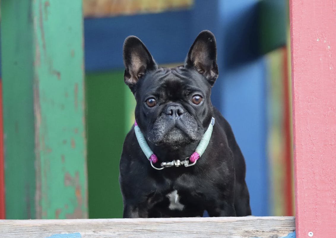 Petit Bouledogue noir