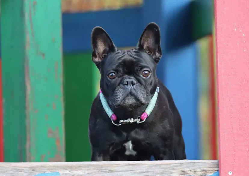 Petit Bouledogue noir