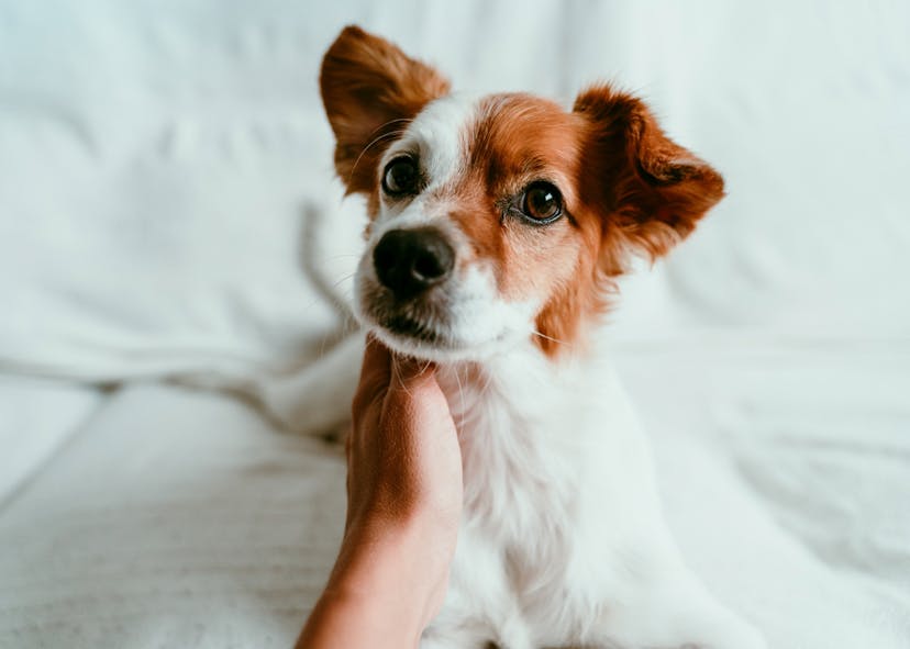 Jack Russel qui se fait caresser
