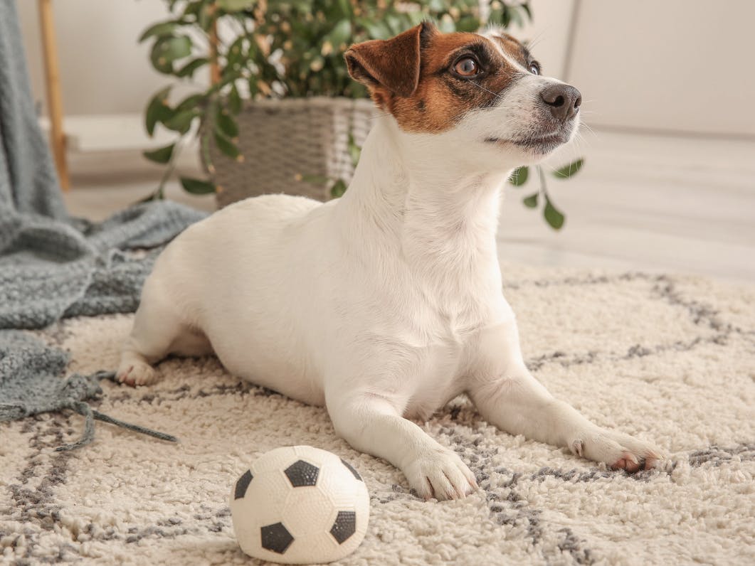 Jack Russel couché sur un joli tapis