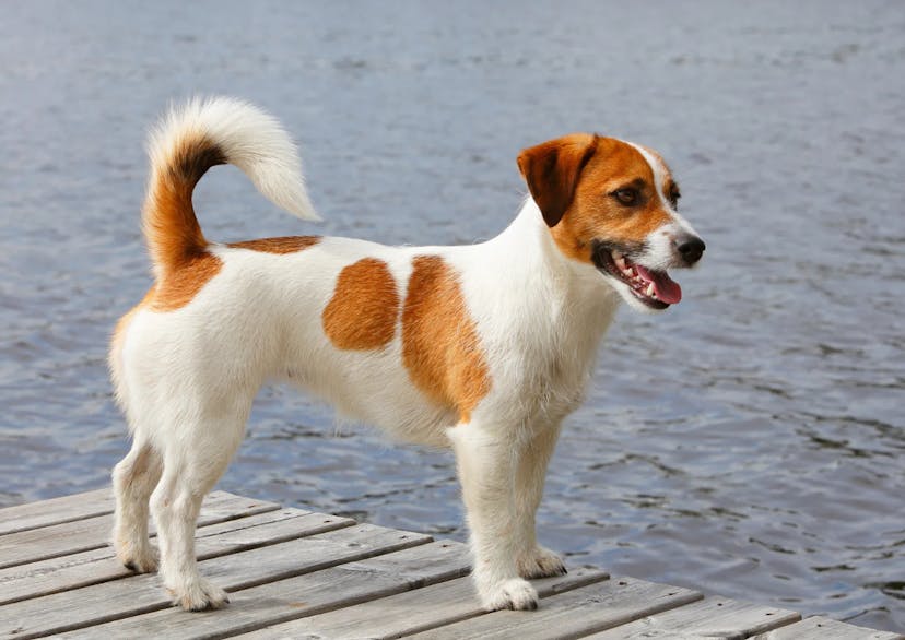 Jack au bord d'un lac