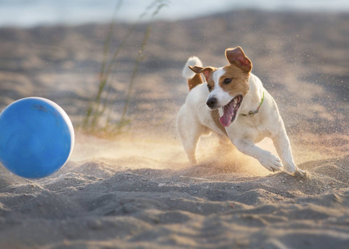 Jack qui court après un ballon sur la plage