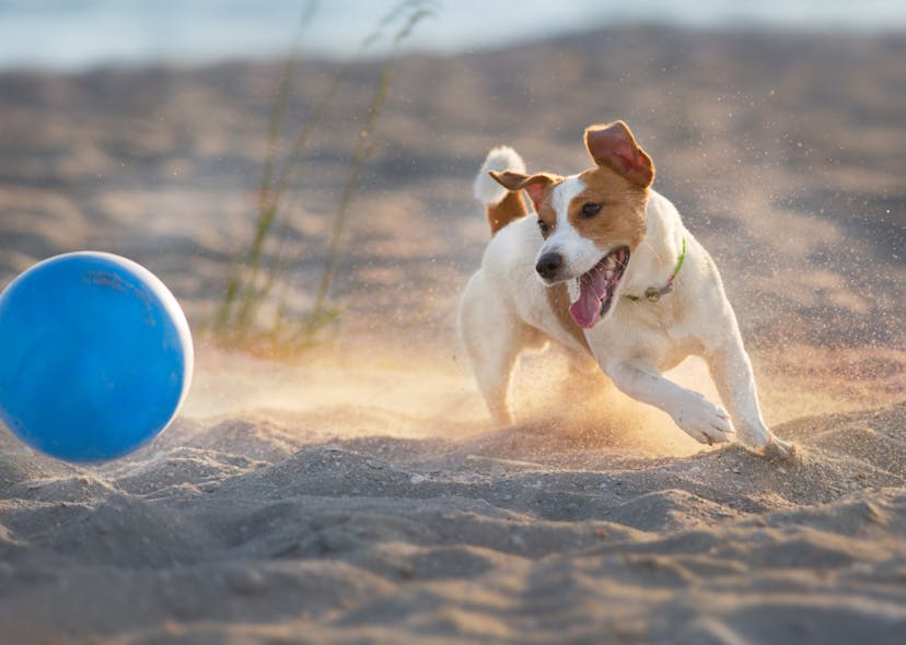 Jack qui court après un ballon sur la plage 