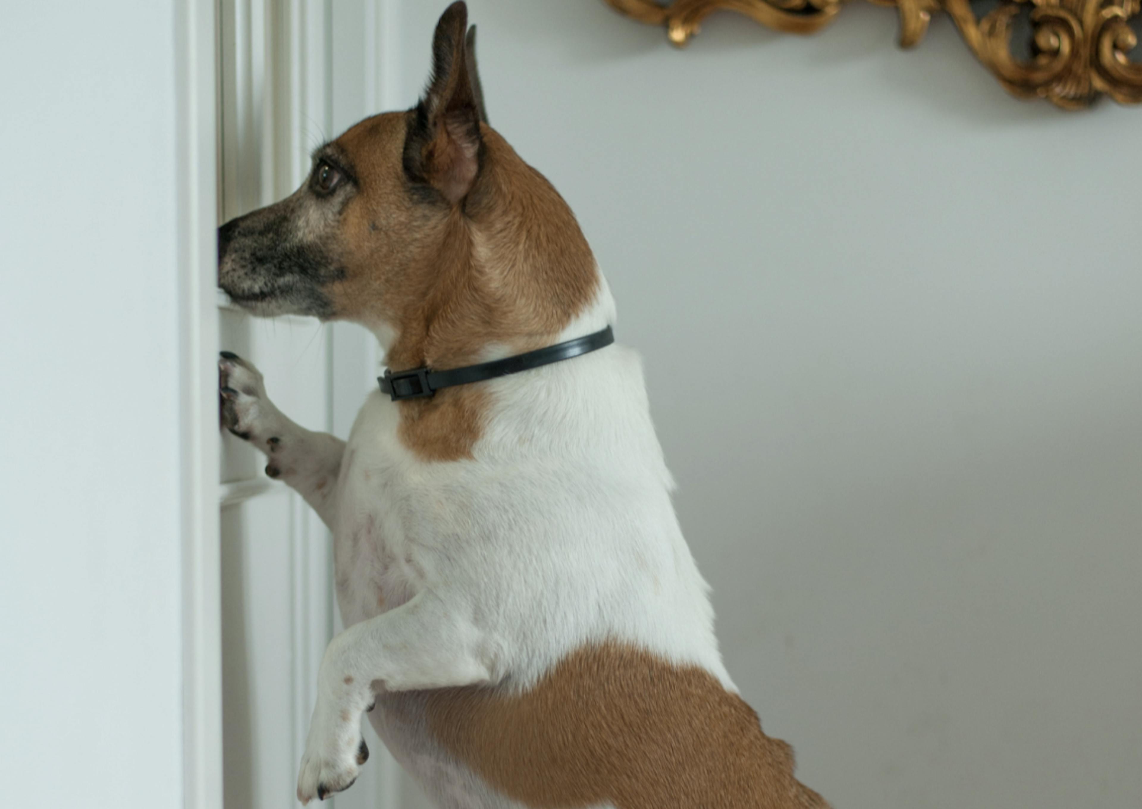 Jack Russel qui regarde à la porte 