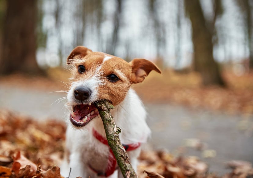 Jack Russel qui mâche un bâton