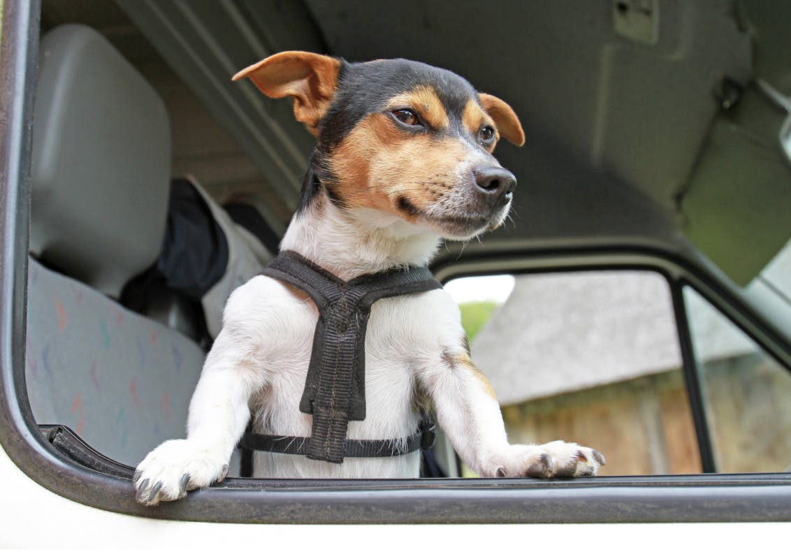 Jack Russel qui passe sa tête par la fenêtre d'une voiture