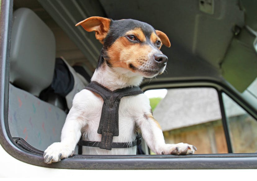 Jack Russel qui passe sa tête par la fenêtre d'une voiture