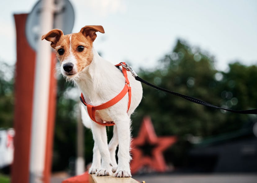 Petit Jack avec un joli harnais