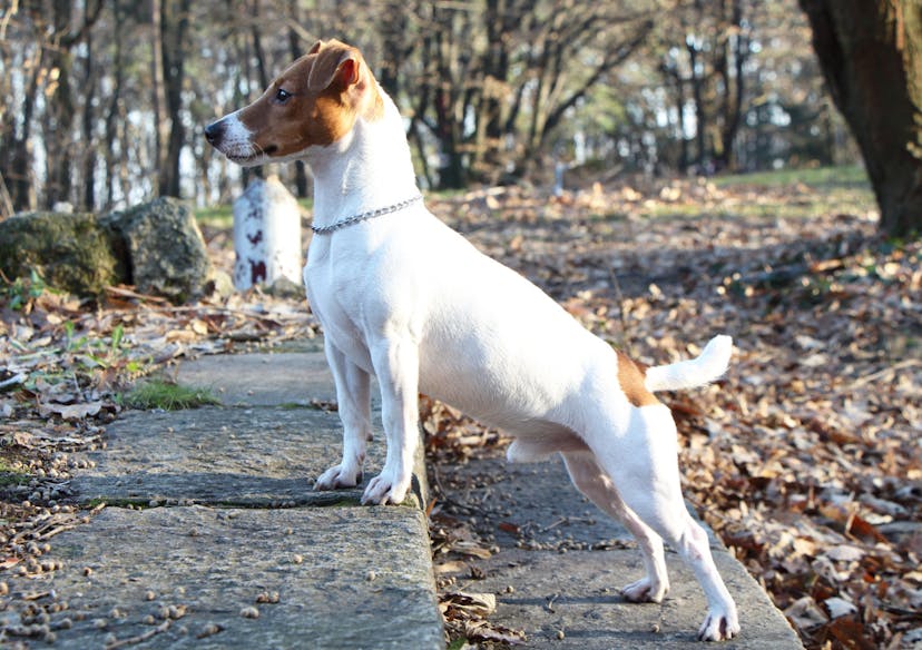 Joli Jack Russel qui pose sur une marche 