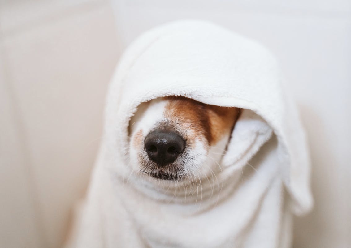 Petit museau d'un Jack Russel qui dépasse d'une serviette