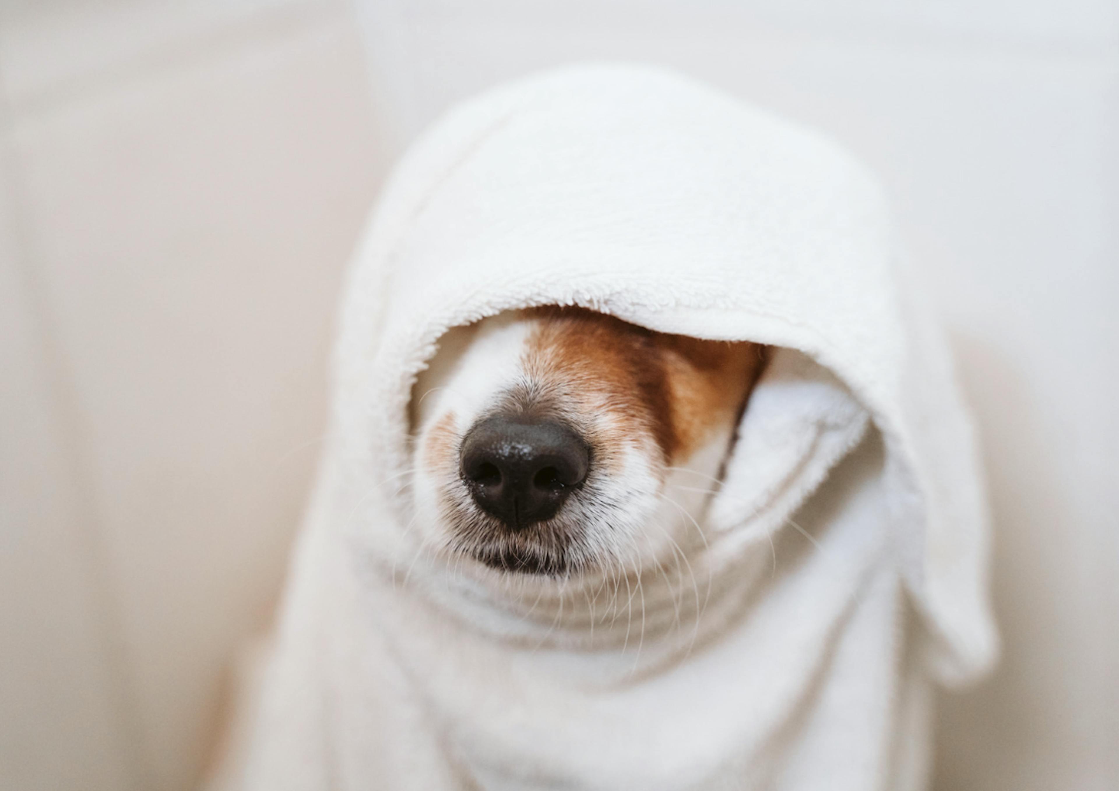 Petit museau d'un Jack Russel qui dépasse d'une serviette 