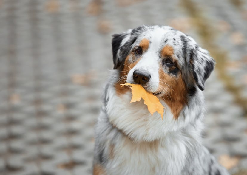 Berger Américain qui tient une feuille d'automne dans sa gueule