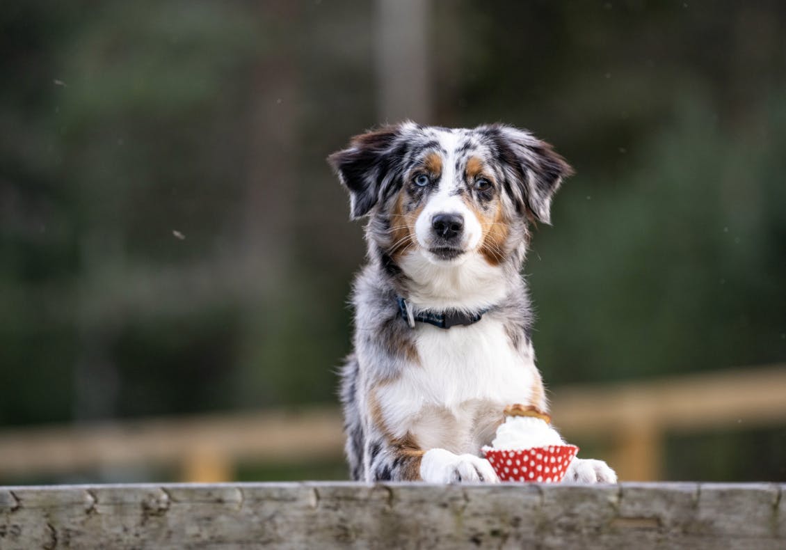 Berger Américain couché devant un petit Muffin