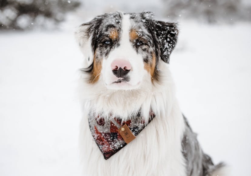 Berger Américain sous la neige