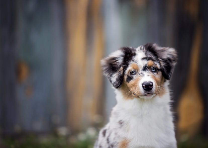 Chiot Berger Américain