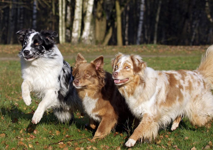 Bergers Américains qui marchent côte à côte