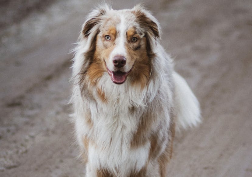 Joli Berger Américain tricolore